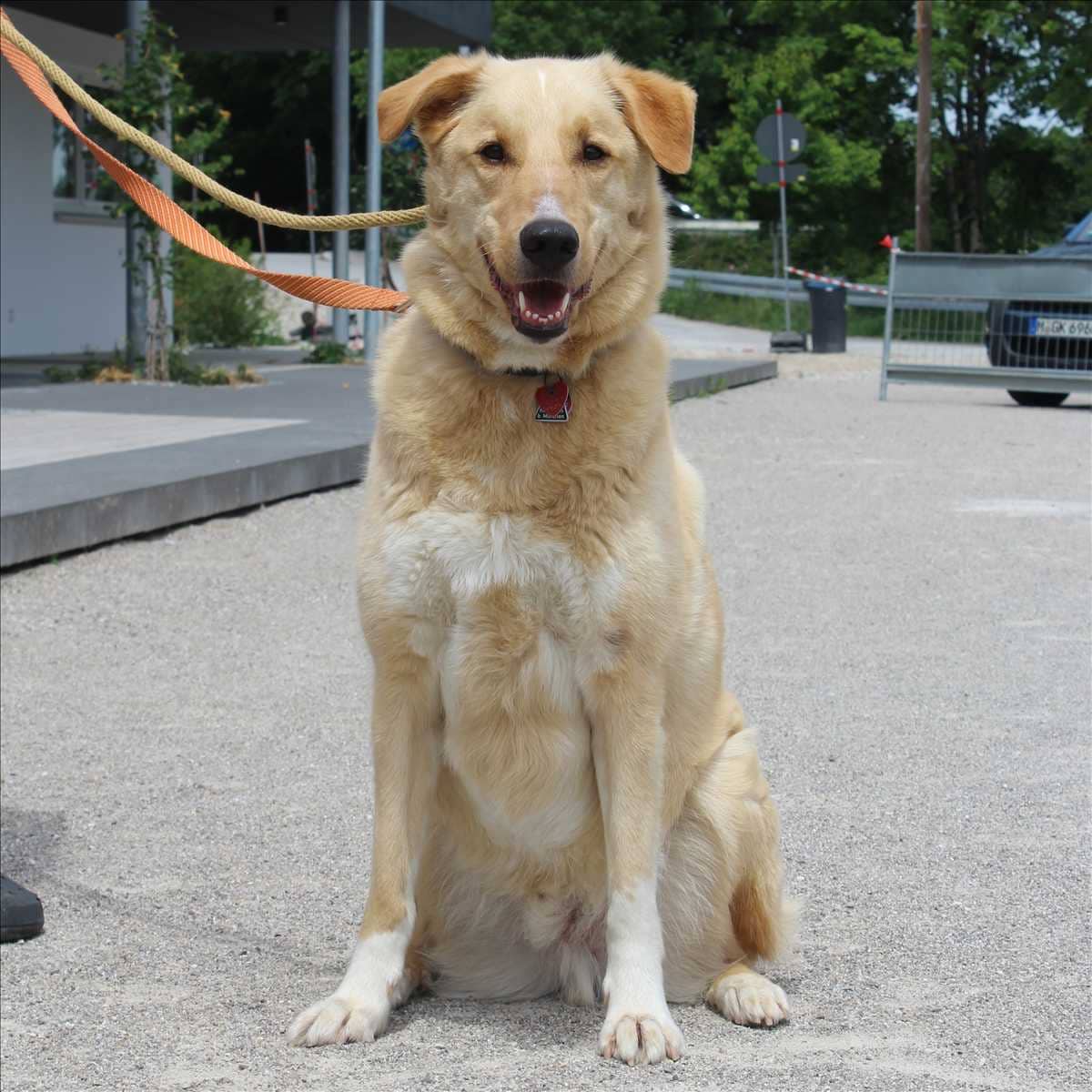 Joshi, Kangal-Mischling sucht ein Zuhause in München