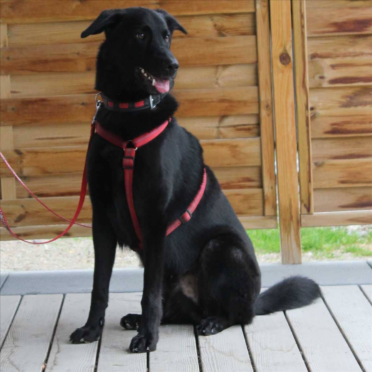 Louie, Deutscher Schäferhund-Mischling aus dem Tierheim in München