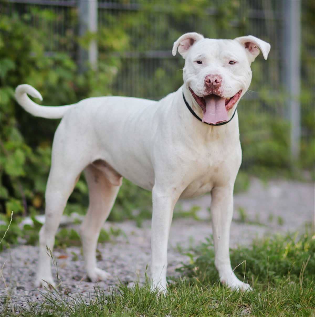 Rocket, American Staffordshire Terrier-Mischling sucht ein Zuhause in München
