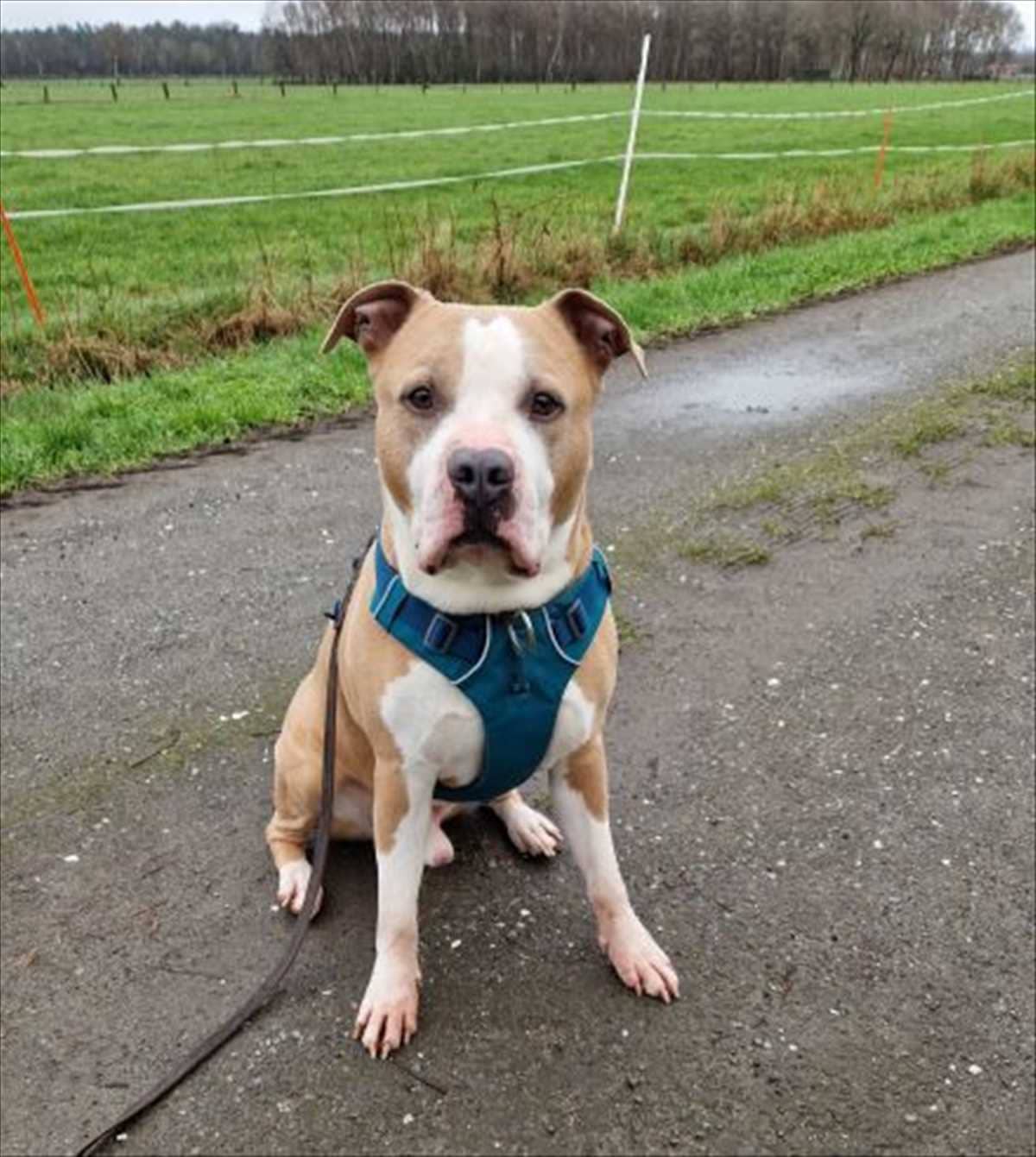 Lucky, Mischling sucht ein Zuhause in München