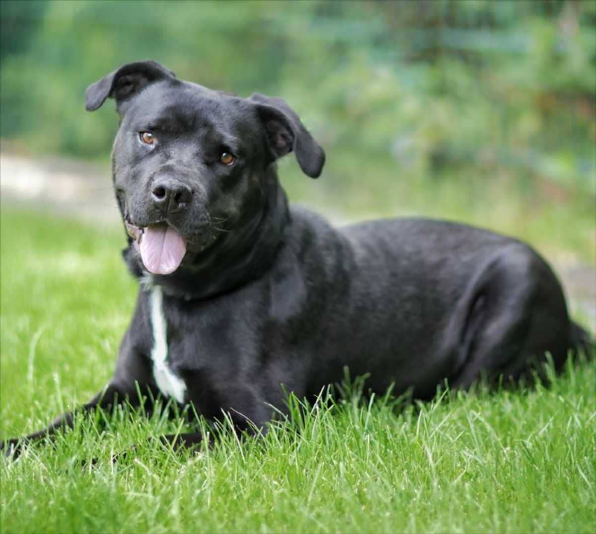 Ivan, Mischling aus dem Tierheim in München (Foto 1 von 3)