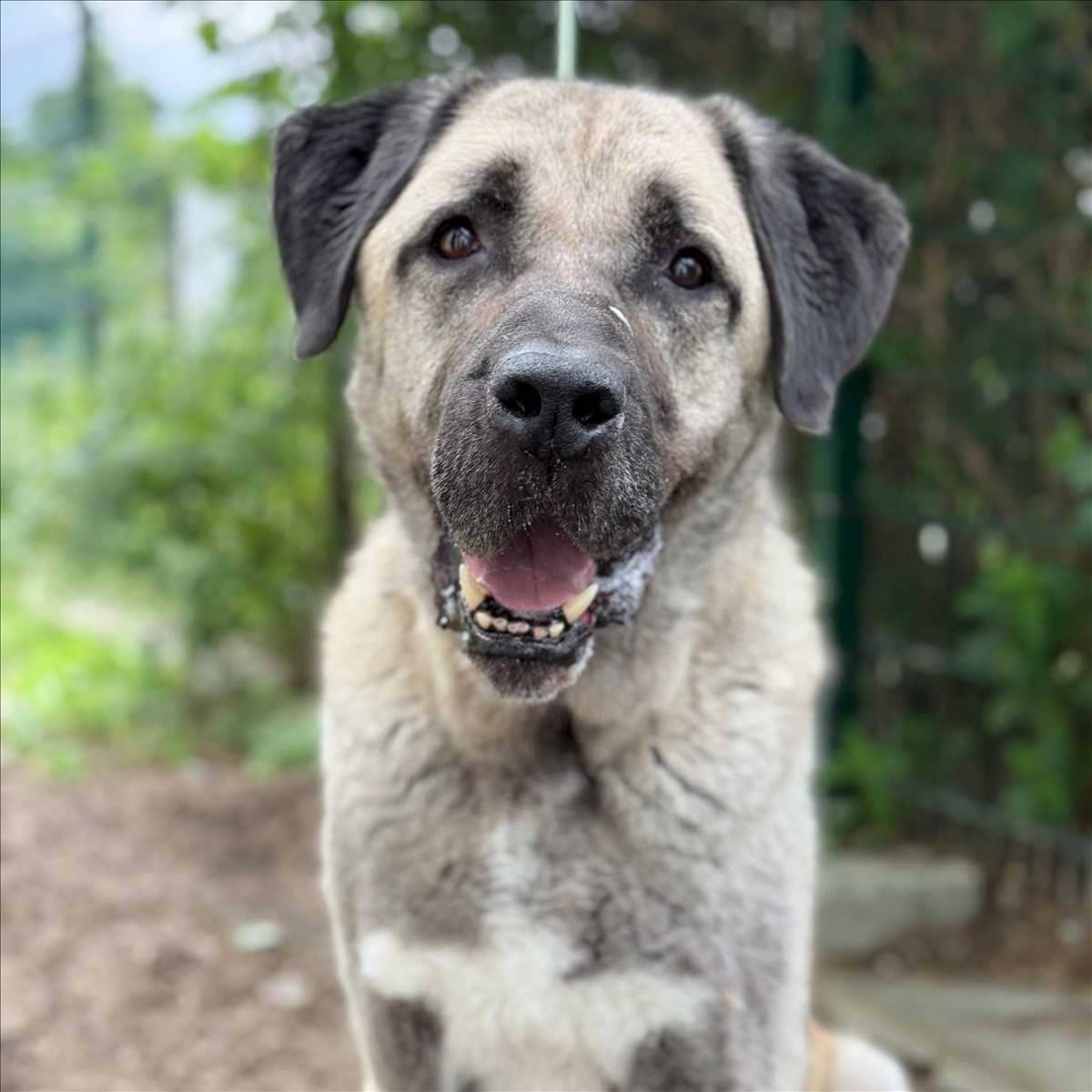 Reis, Kangal sucht ein Zuhause in München