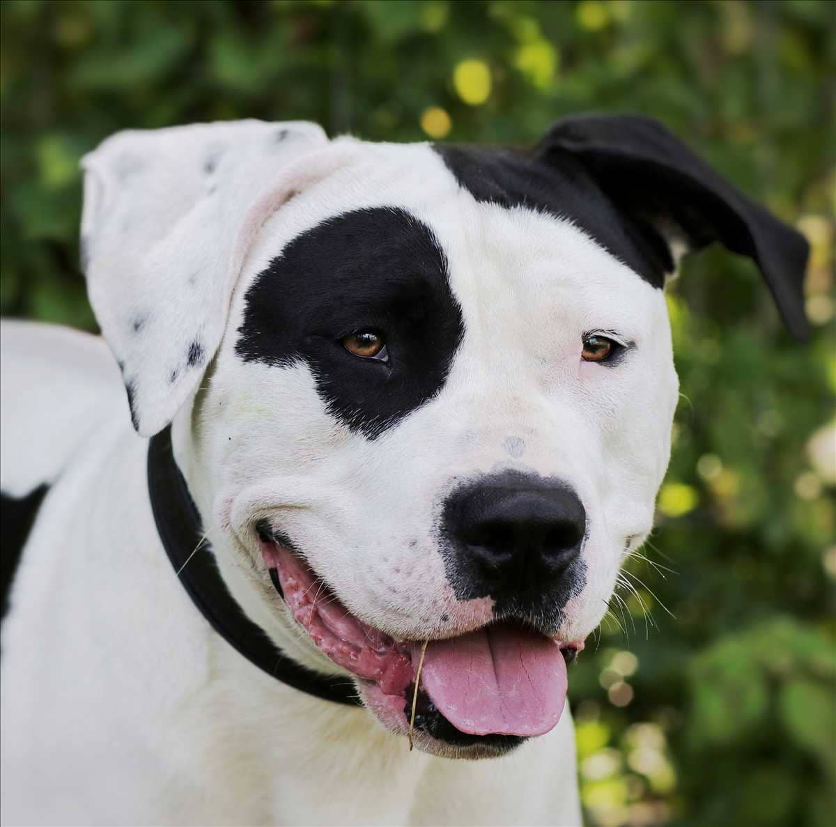 Carlos, American Staffordshire Terrier sucht ein Zuhause in München