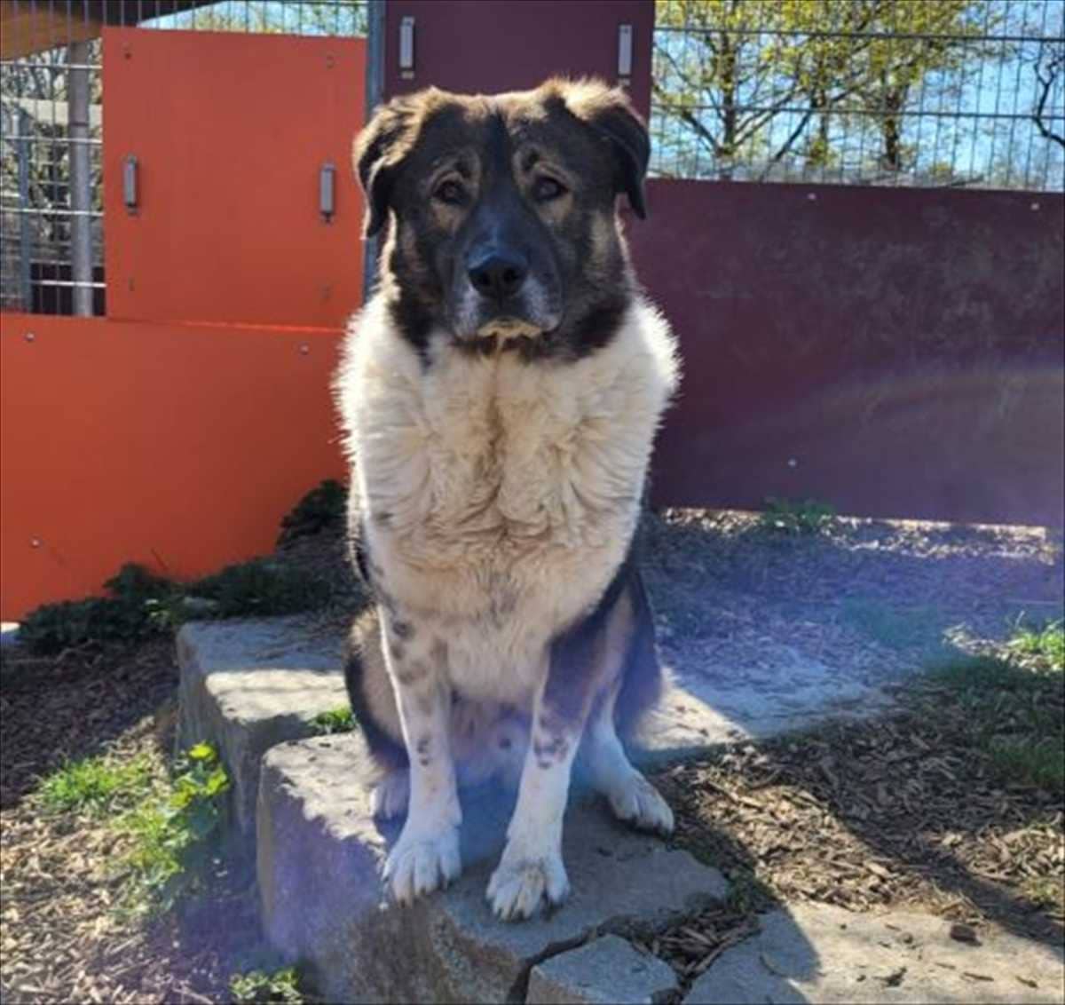 Sammy, Karakatschan-Mischling aus dem Tierheim in München (Foto 1 von 3)