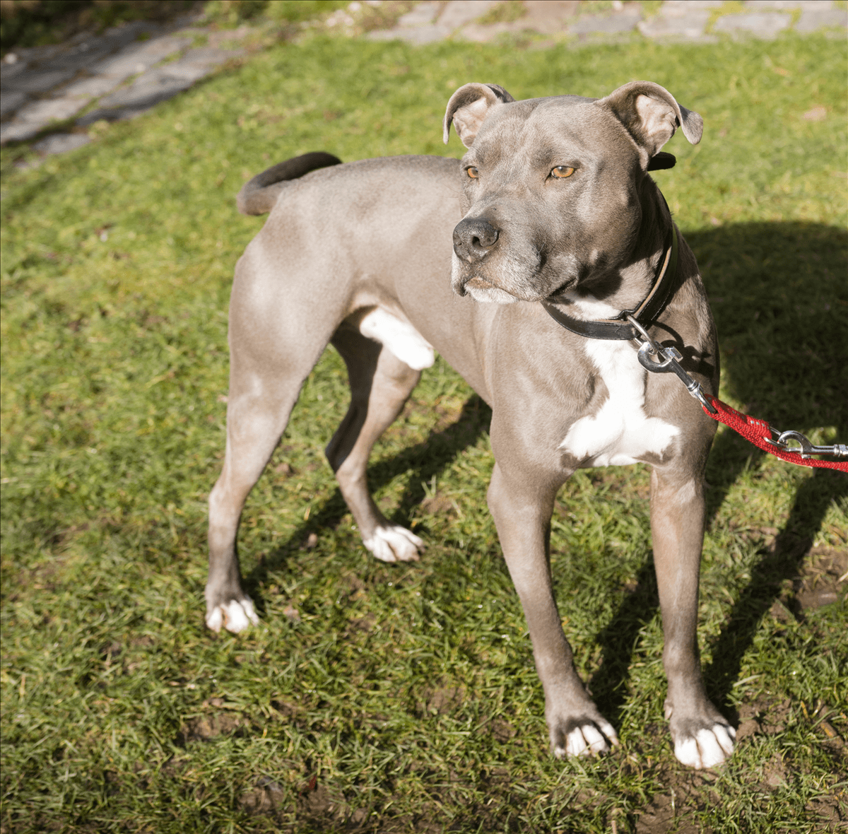 Paul, American Staffordshire Terrier-Mischling sucht ein Zuhause in München
