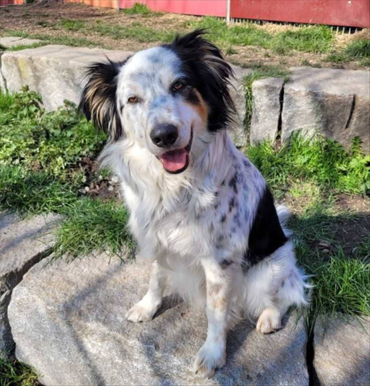 Loki, Münsterländer-Mischling sucht ein Zuhause in München