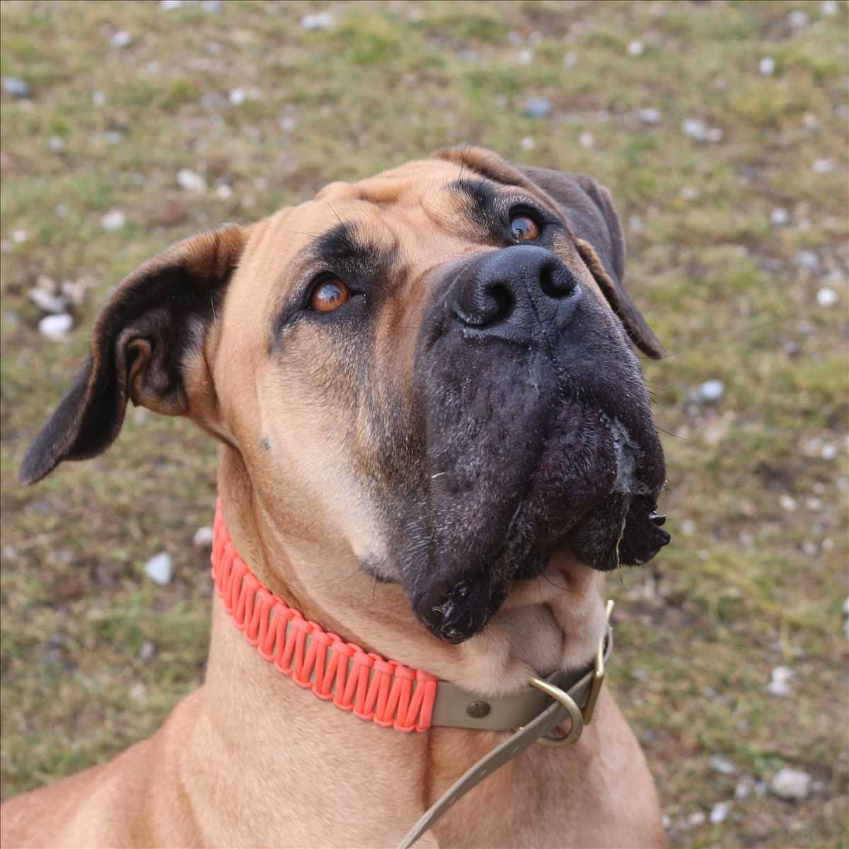 Finja, Boerboel sucht ein Zuhause in München