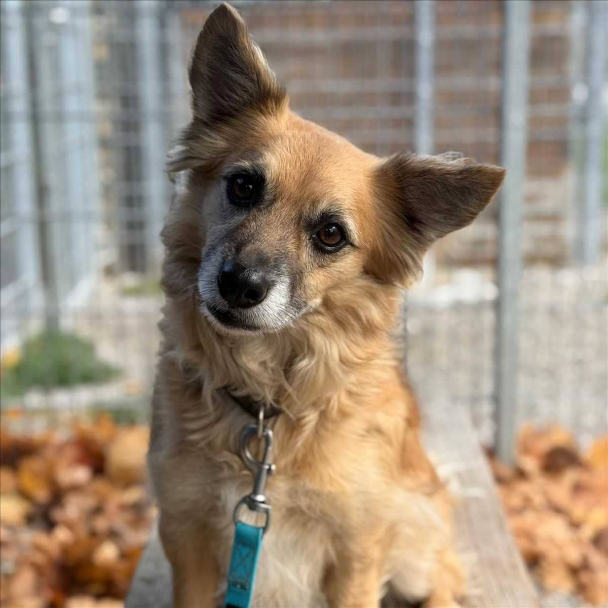 Maxi, Mischling sucht ein Zuhause in München