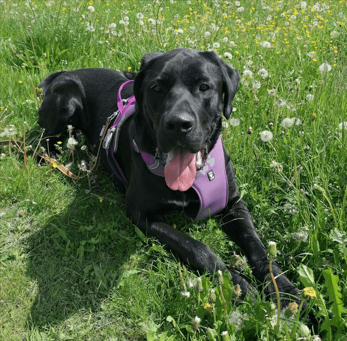 Don, Dogge-Mischling sucht ein Zuhause in München
