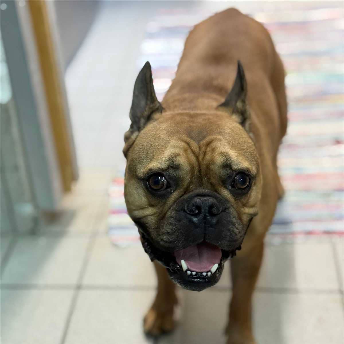 Louie, Französische Bulldogge sucht ein Zuhause in München