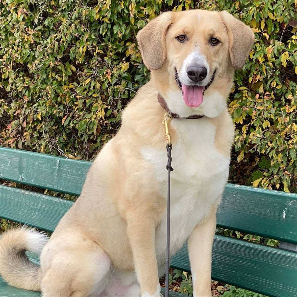 Archie, Mischling sucht ein Zuhause in München