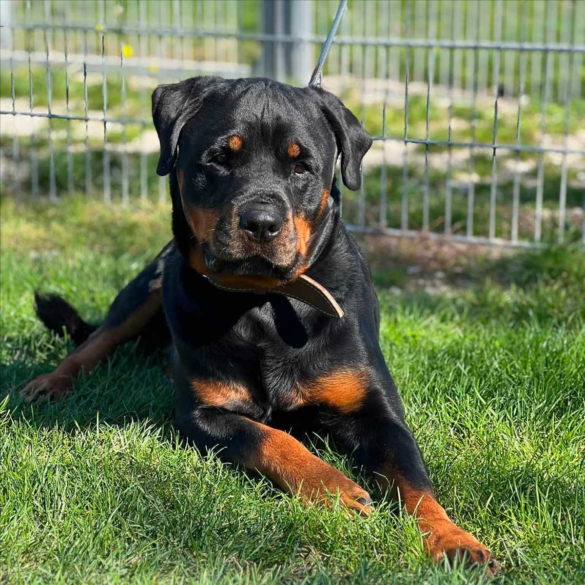 Eddy, Rottweiler sucht ein Zuhause in München