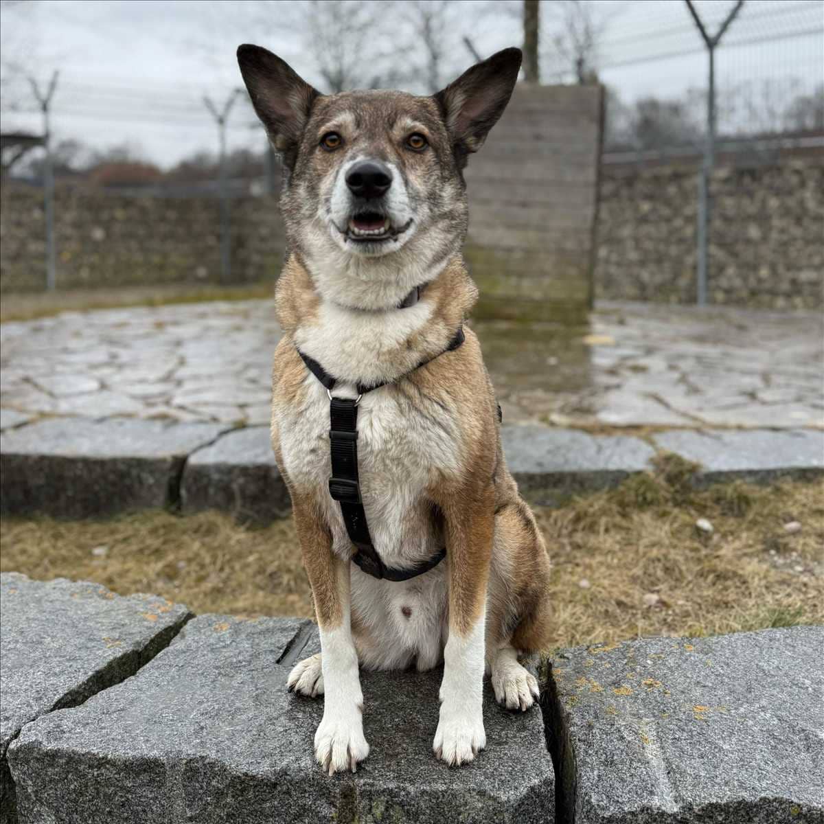 Willy, Deutscher Schäferhund-Mischling sucht ein Zuhause in München