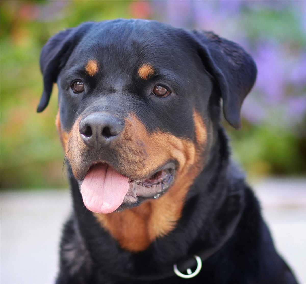 Arni, Rottweiler sucht ein Zuhause in München
