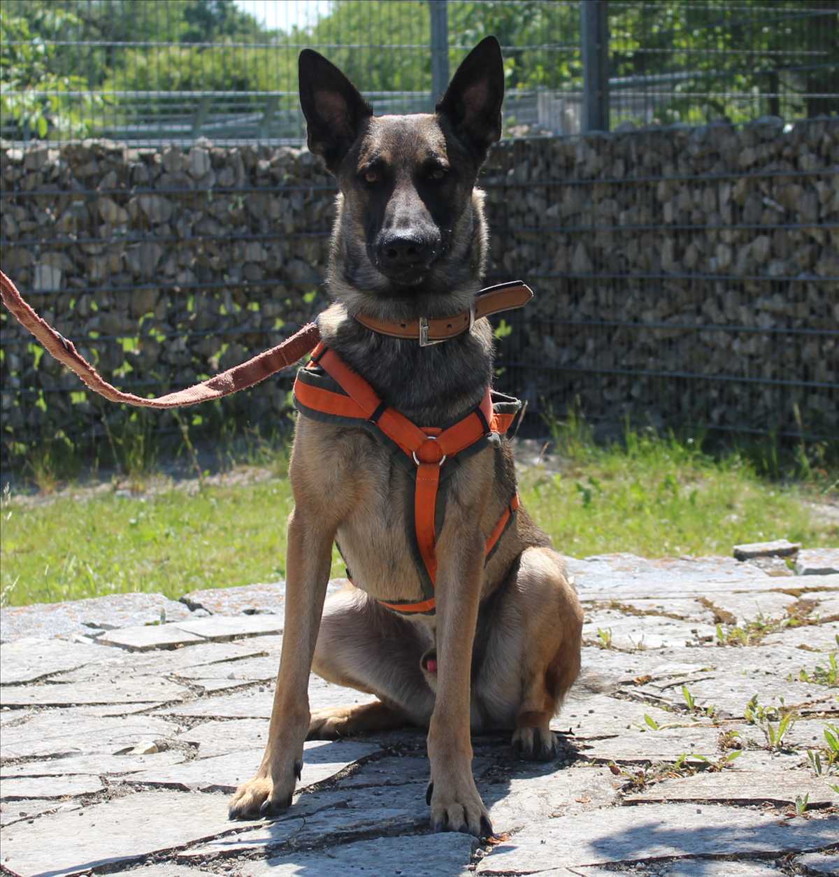 Mike, Malinois-Mischling sucht ein Zuhause in München