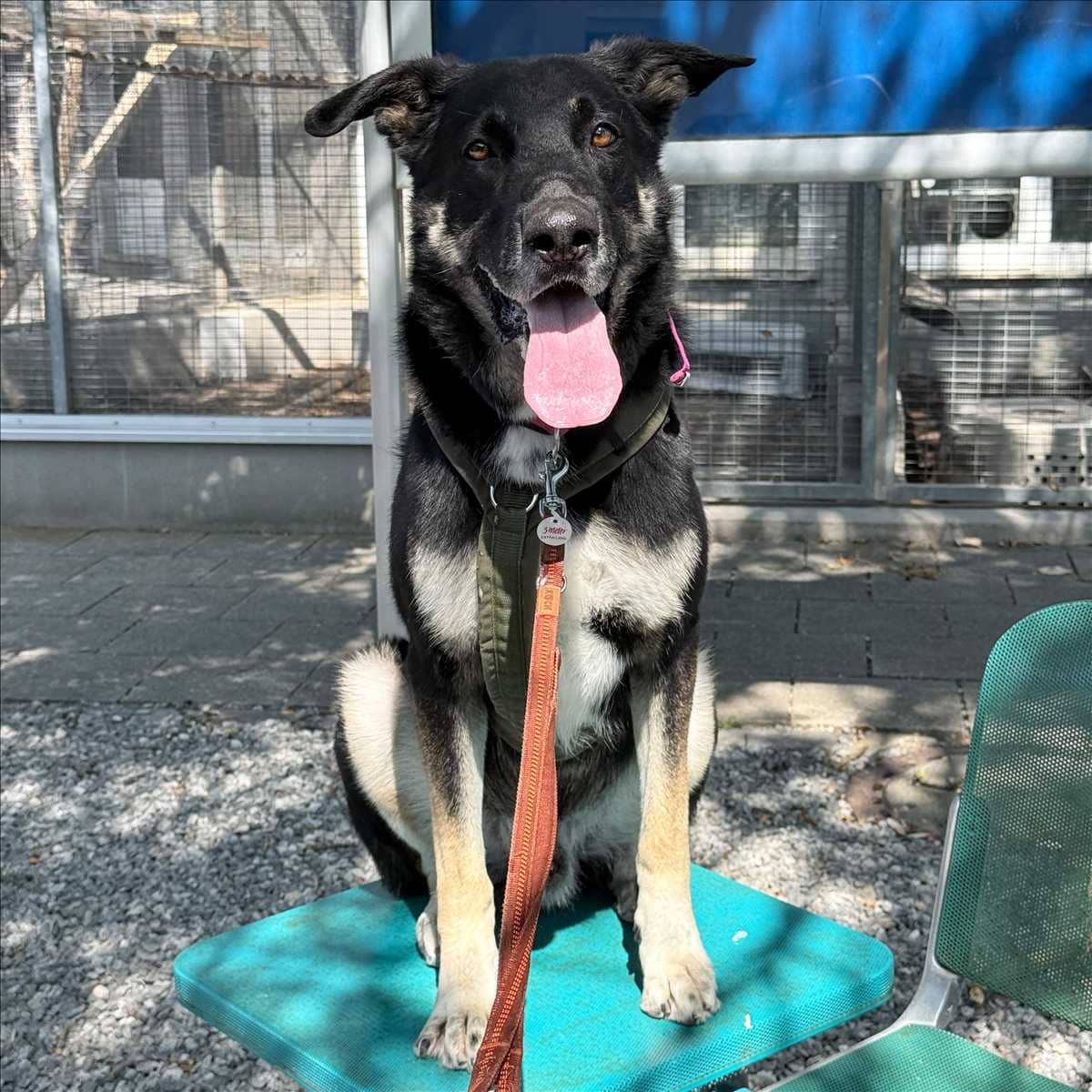 Ricky, Deutscher Schäferhund-Mischling sucht ein Zuhause in München