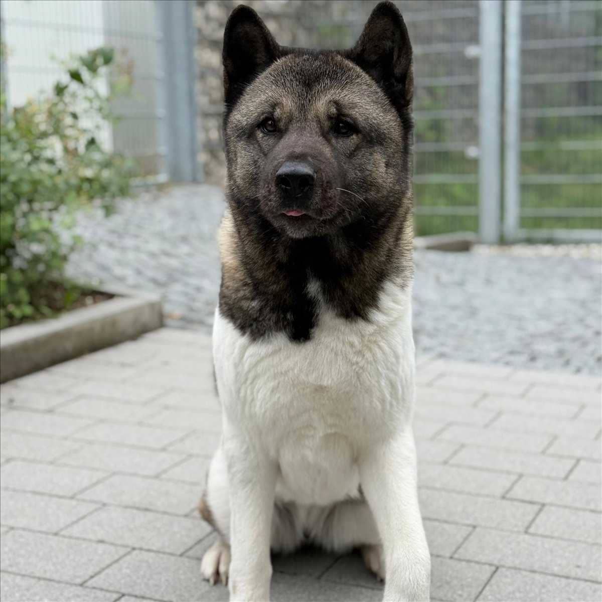 Sky, Akita sucht ein Zuhause in München