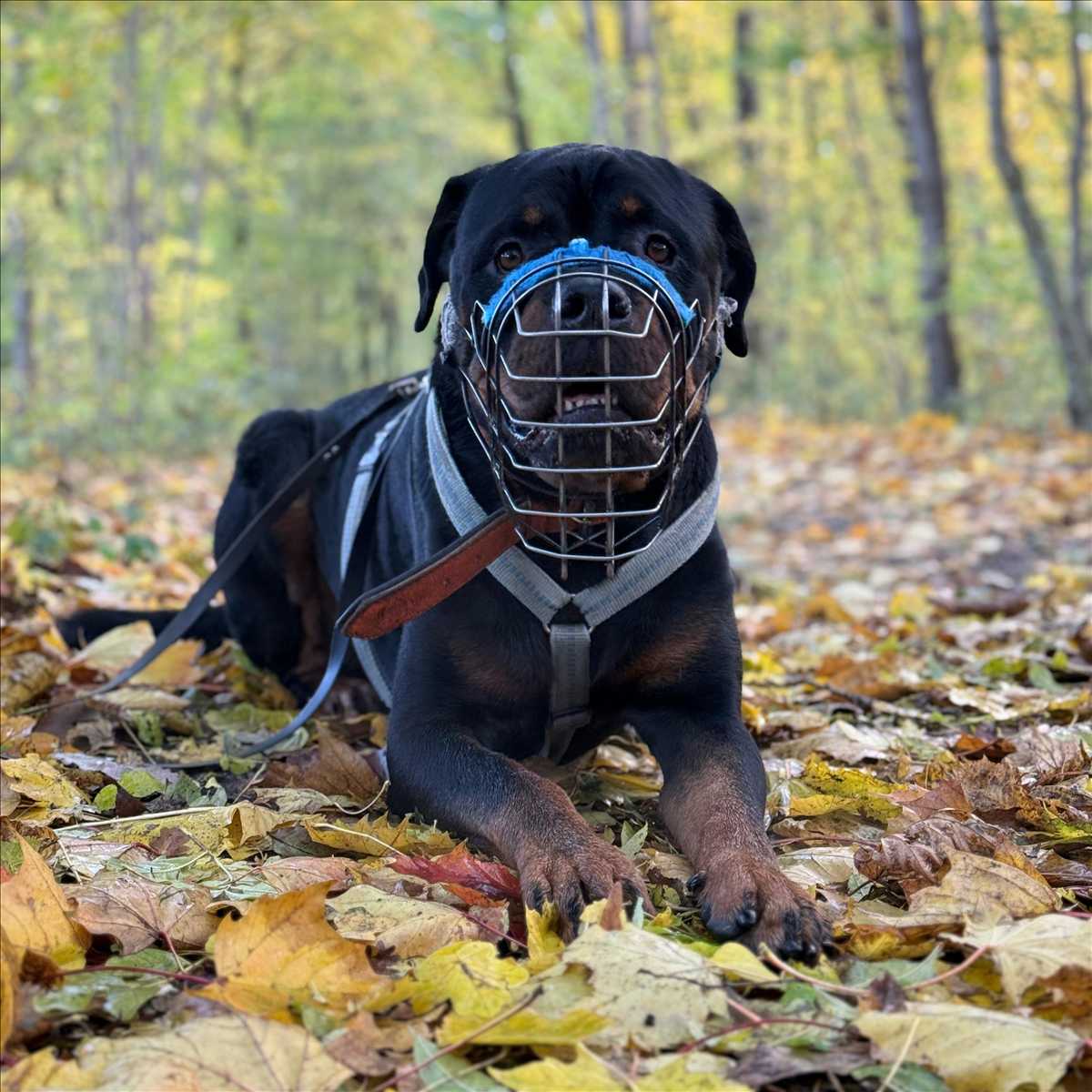 Chicco, Rottweiler sucht ein Zuhause in München