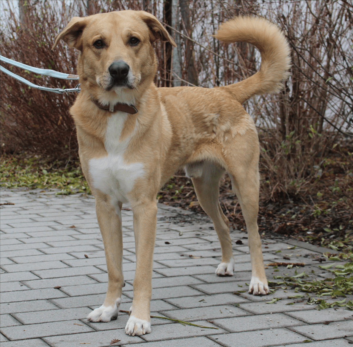 Harald, Herdenschutzhund-Mischling sucht ein Zuhause in München