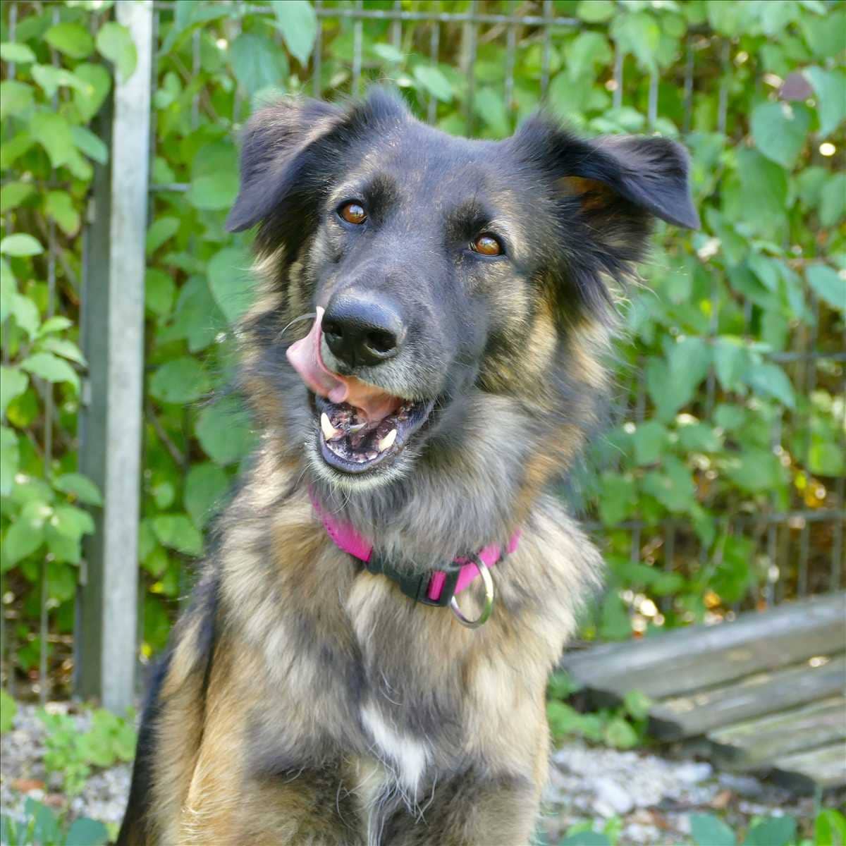 Ela, Collie-Schäferhund-Mischling sucht ein Zuhause in München