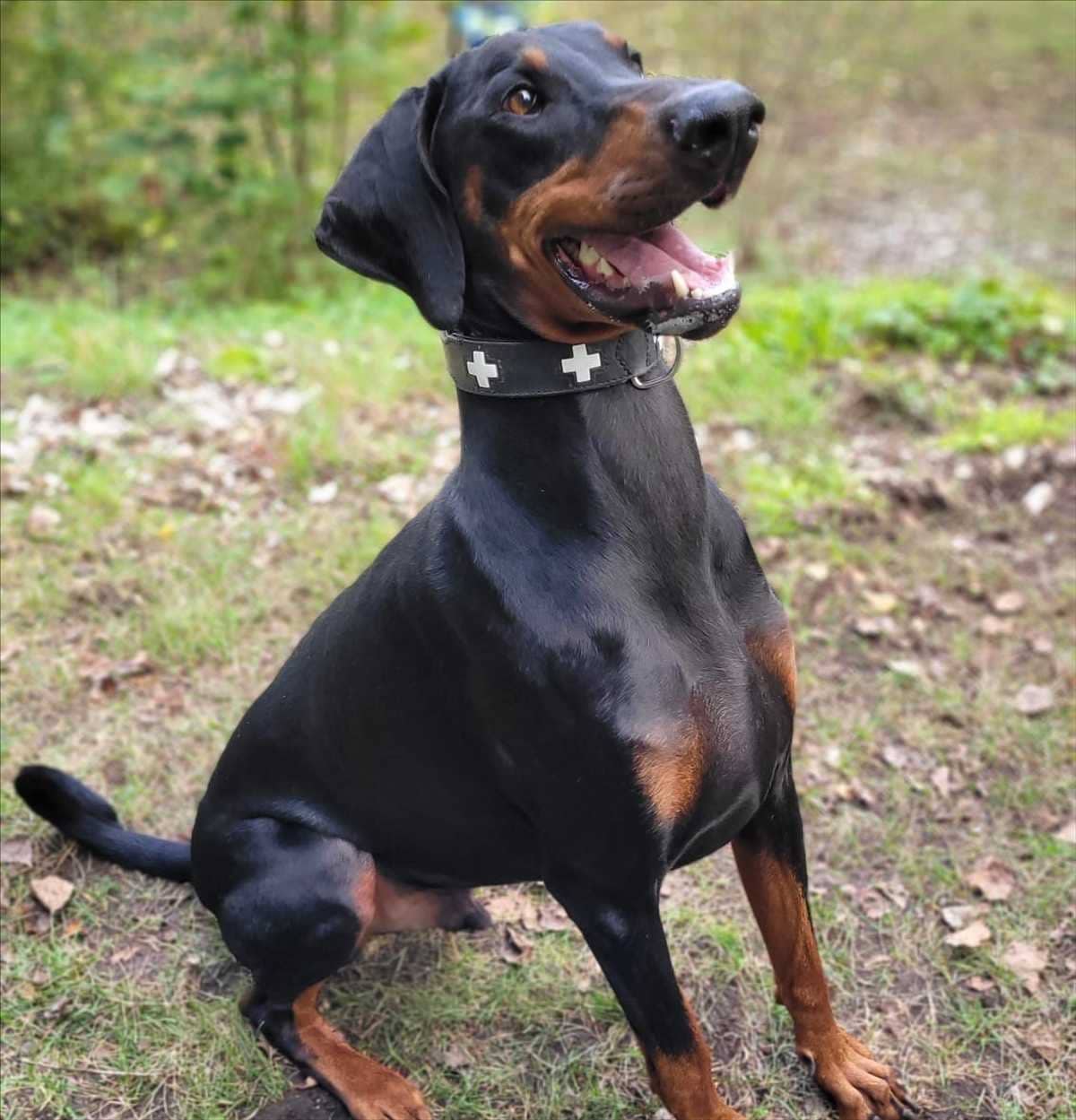 Zeus, Dobermann sucht ein Zuhause in München