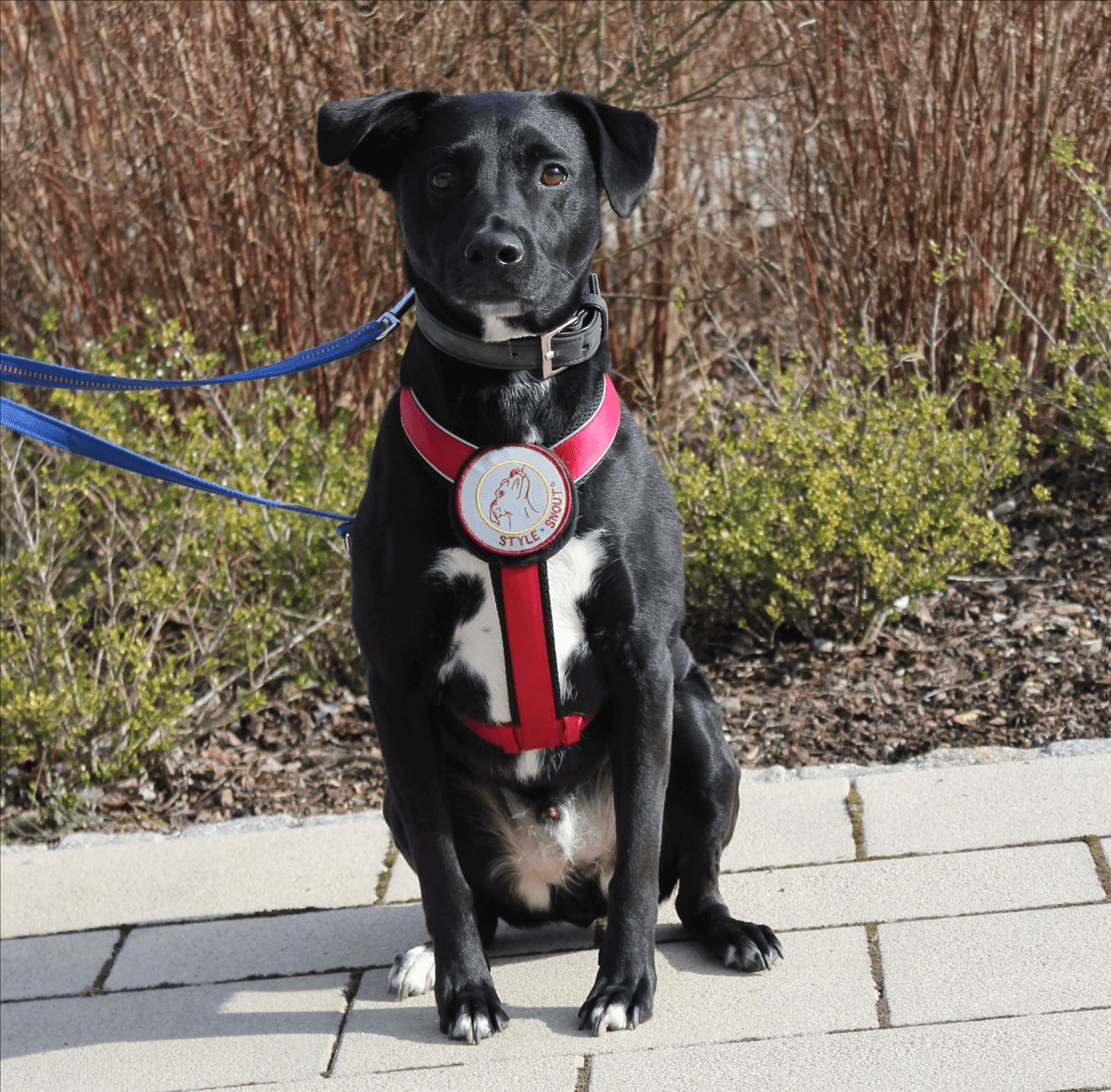 Ashton, Labrador Retriever-Mischling sucht ein Zuhause in München