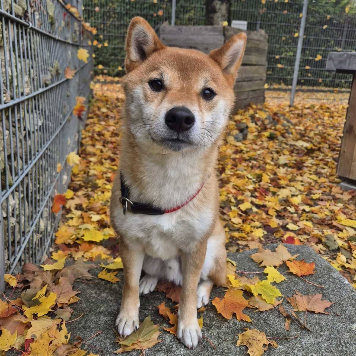 Jiro, Shiba Inu aus dem Tierheim in München (Foto 1 von 3)