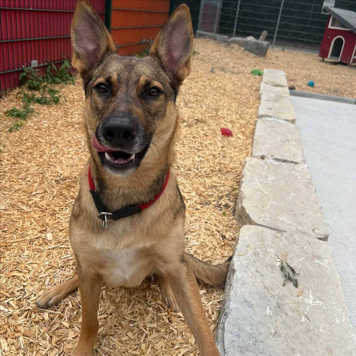 Miles, Malinois-Mischling sucht ein Zuhause in München