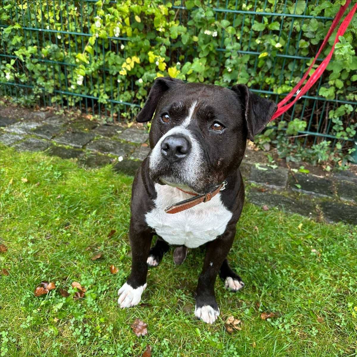 Bero, American Staffordshire Terrier sucht ein Zuhause in München