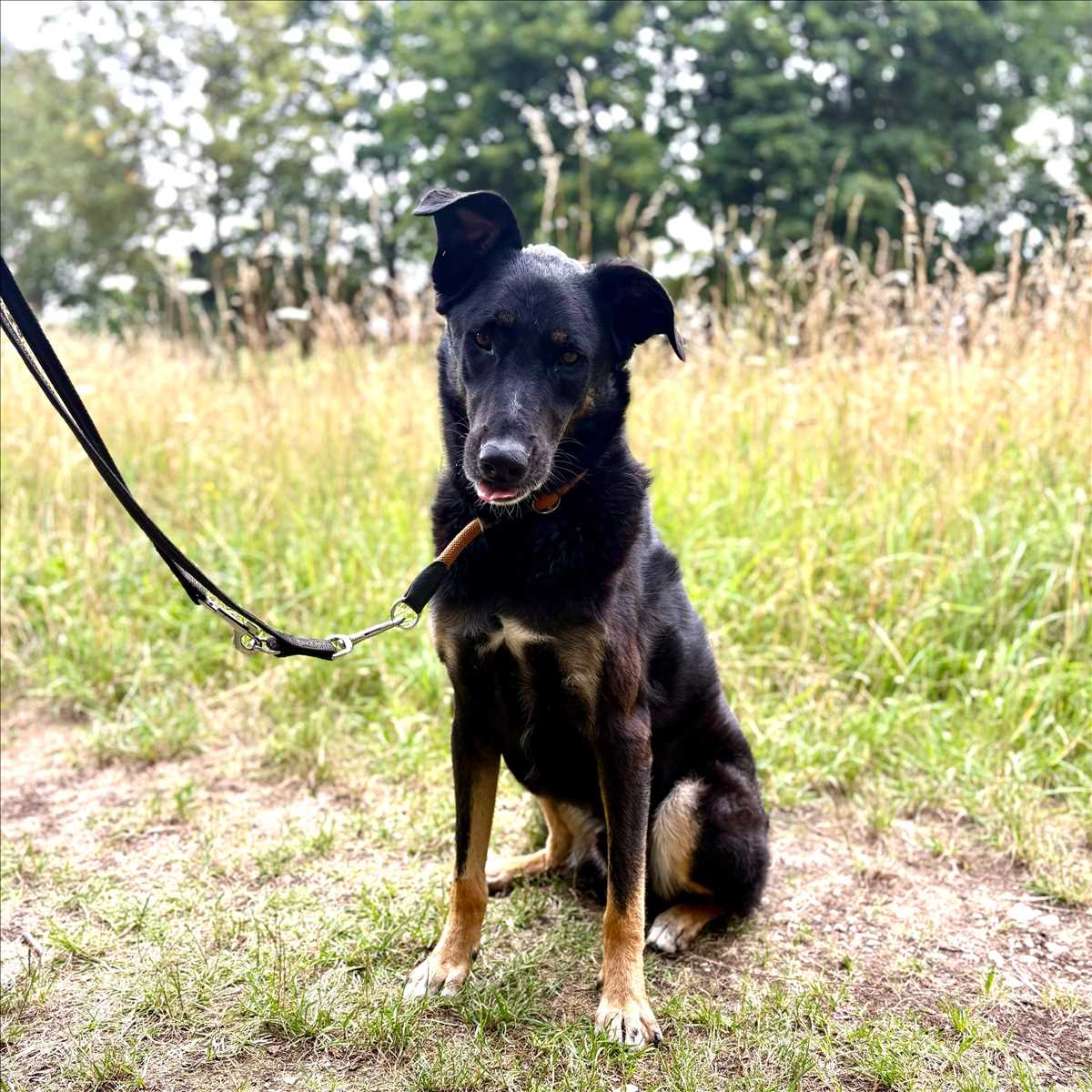 Balu, Schäferhund-Dobermann-Mischling sucht ein Zuhause in München