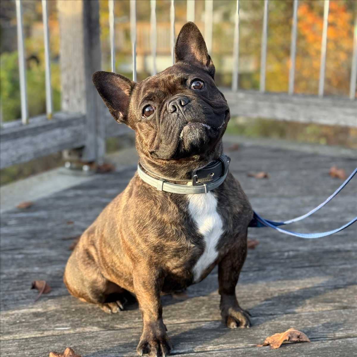 Smoky, Französische Bulldogge sucht ein Zuhause in München