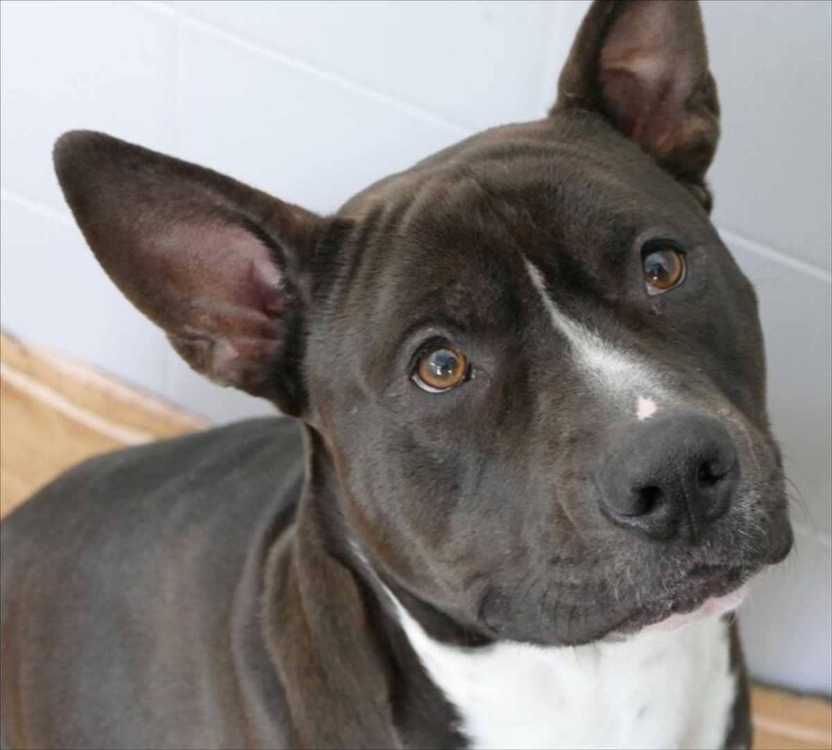 Rio, American Staffordshire Terrier-Mischling sucht ein Zuhause in München