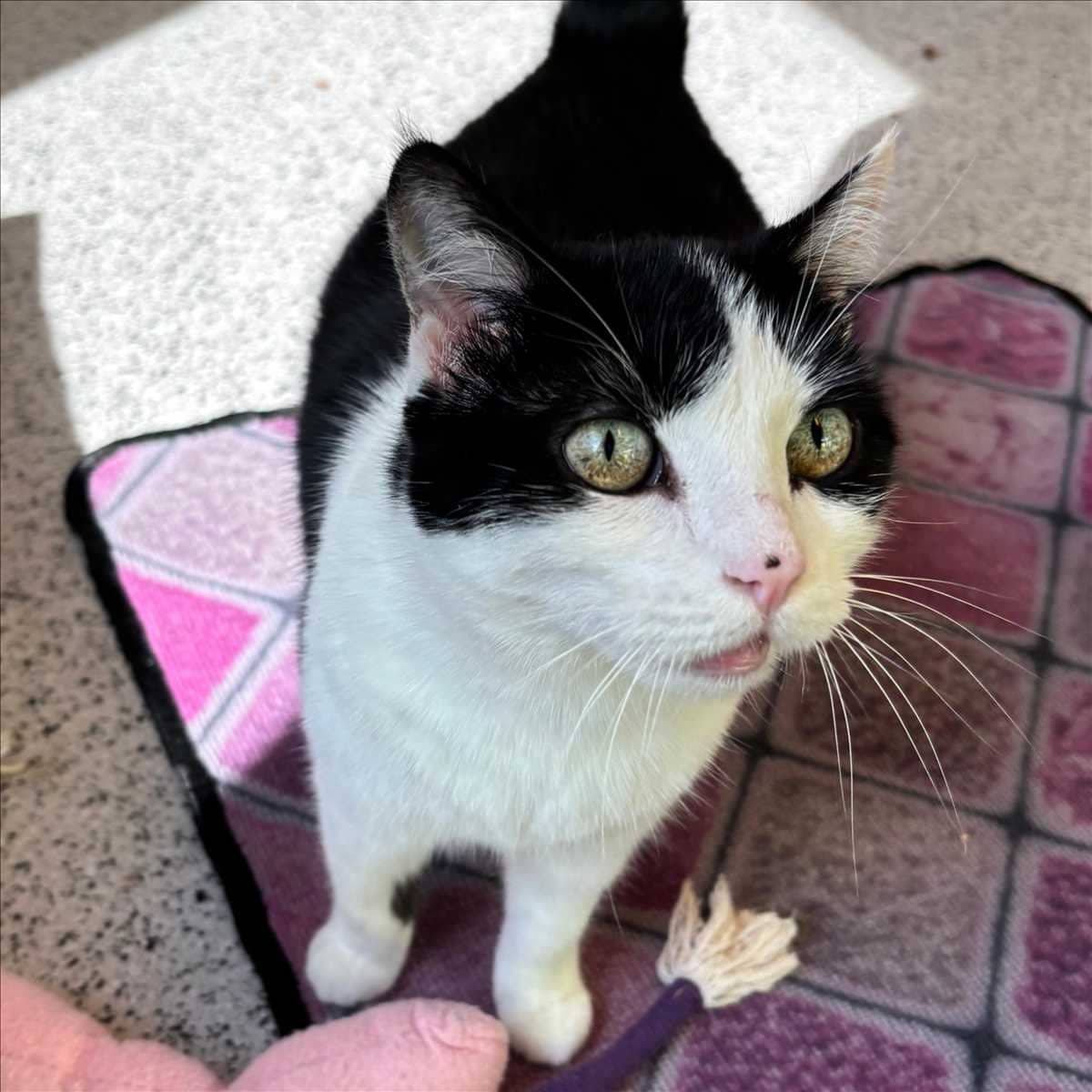 Miu-Miu, Europäisch Kurzhaar aus dem Tierheim in München (Foto 1 von 3)
