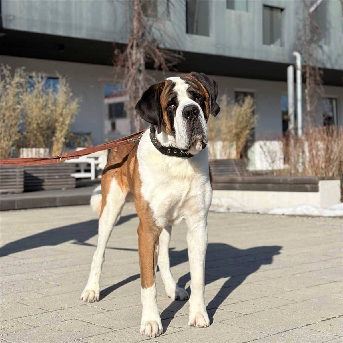Balin, Bernhardiner sucht ein Zuhause in München