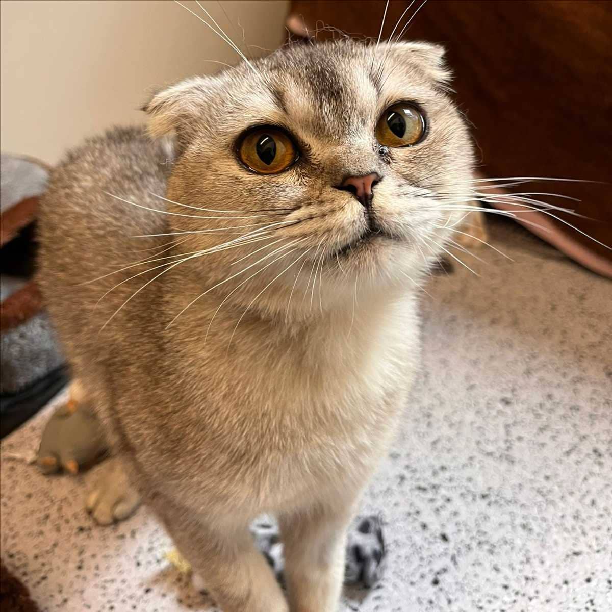 Twingo, Scottish Fold (Kurzhaar) aus dem Tierheim in München (Foto 1 von 2)