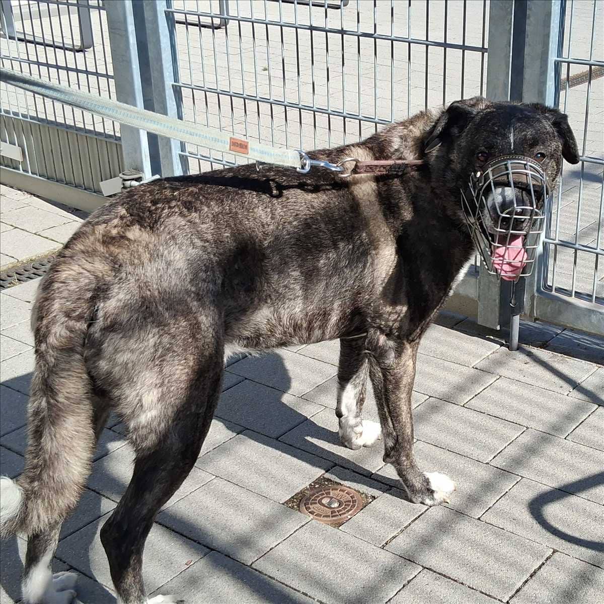 Johnny, Mischling aus dem Tierheim in München (Foto 1 von 3)