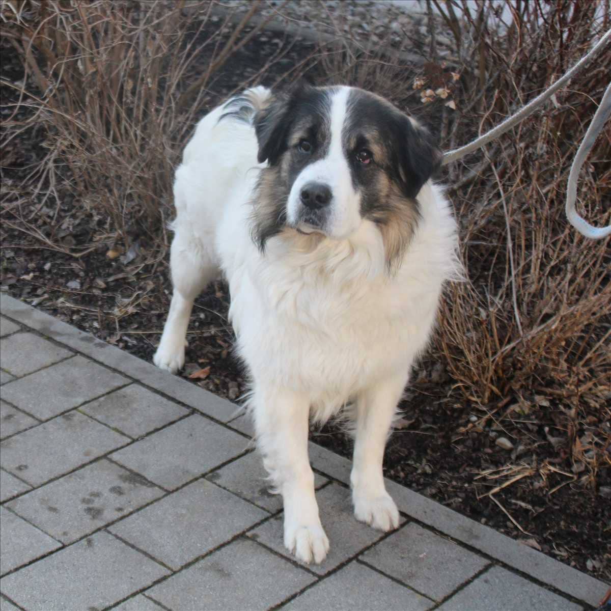 Rudi, Mischling sucht ein Zuhause in München