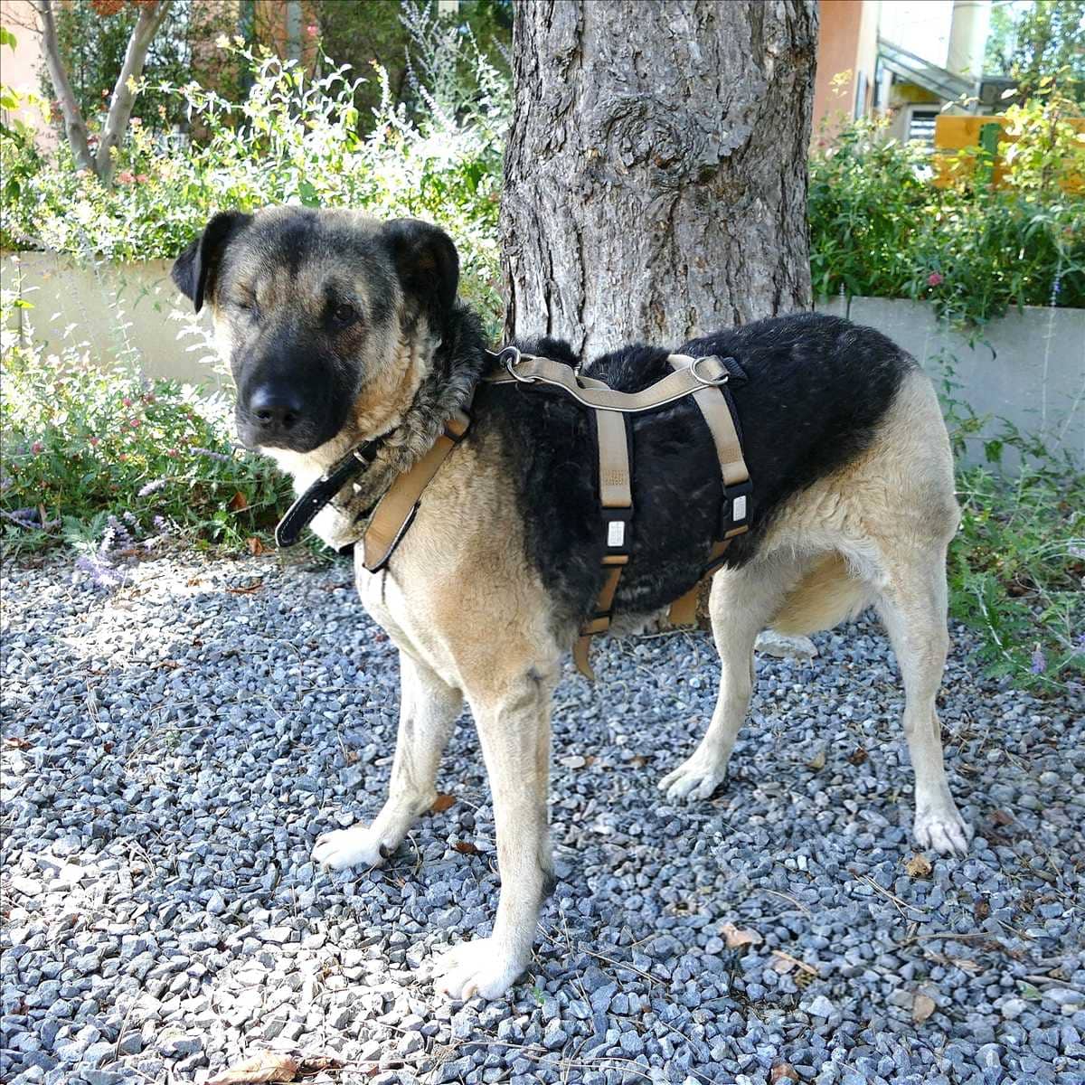 Sofie, Mischling sucht ein Zuhause in München