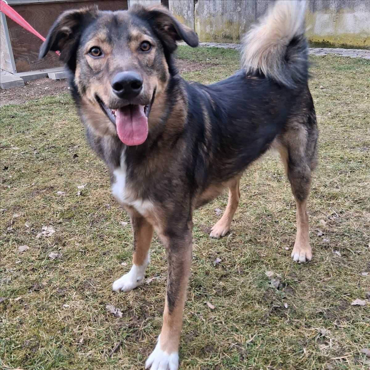 Loisl, Schäferhund-Mischling aus dem Tierheim in München (Foto 1 von 2)