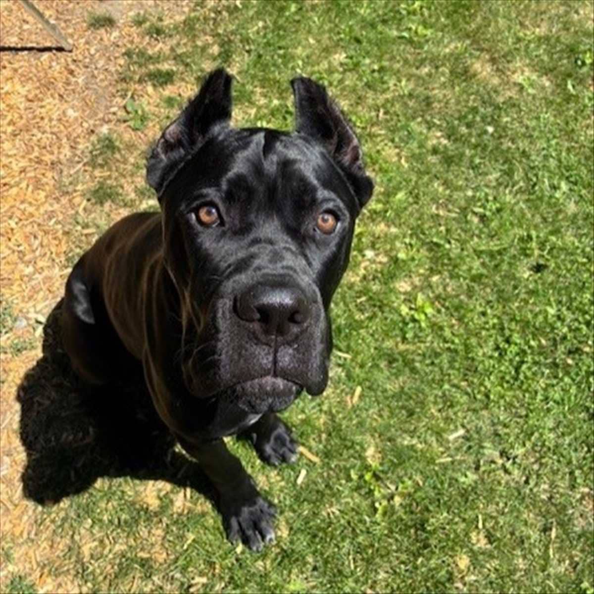Merlin, Cane Corso-Mischling sucht ein Zuhause in München