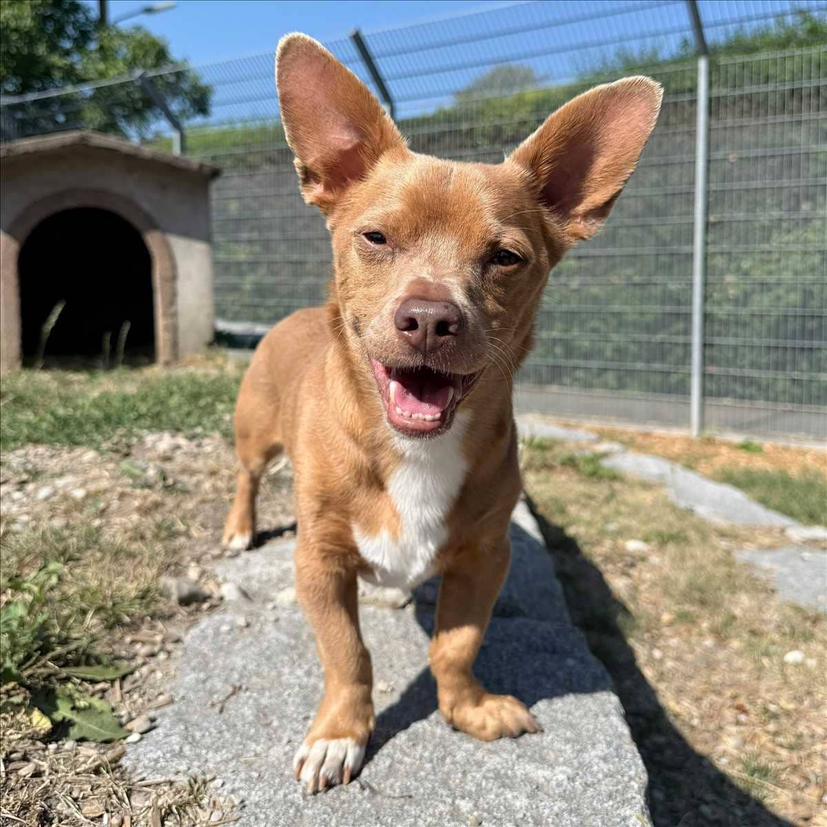 Mikey, Chihuahua-Terrier-Mischling sucht ein Zuhause in München