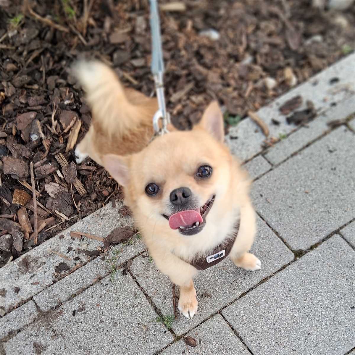 Gollum, Chihuahua sucht ein Zuhause in München