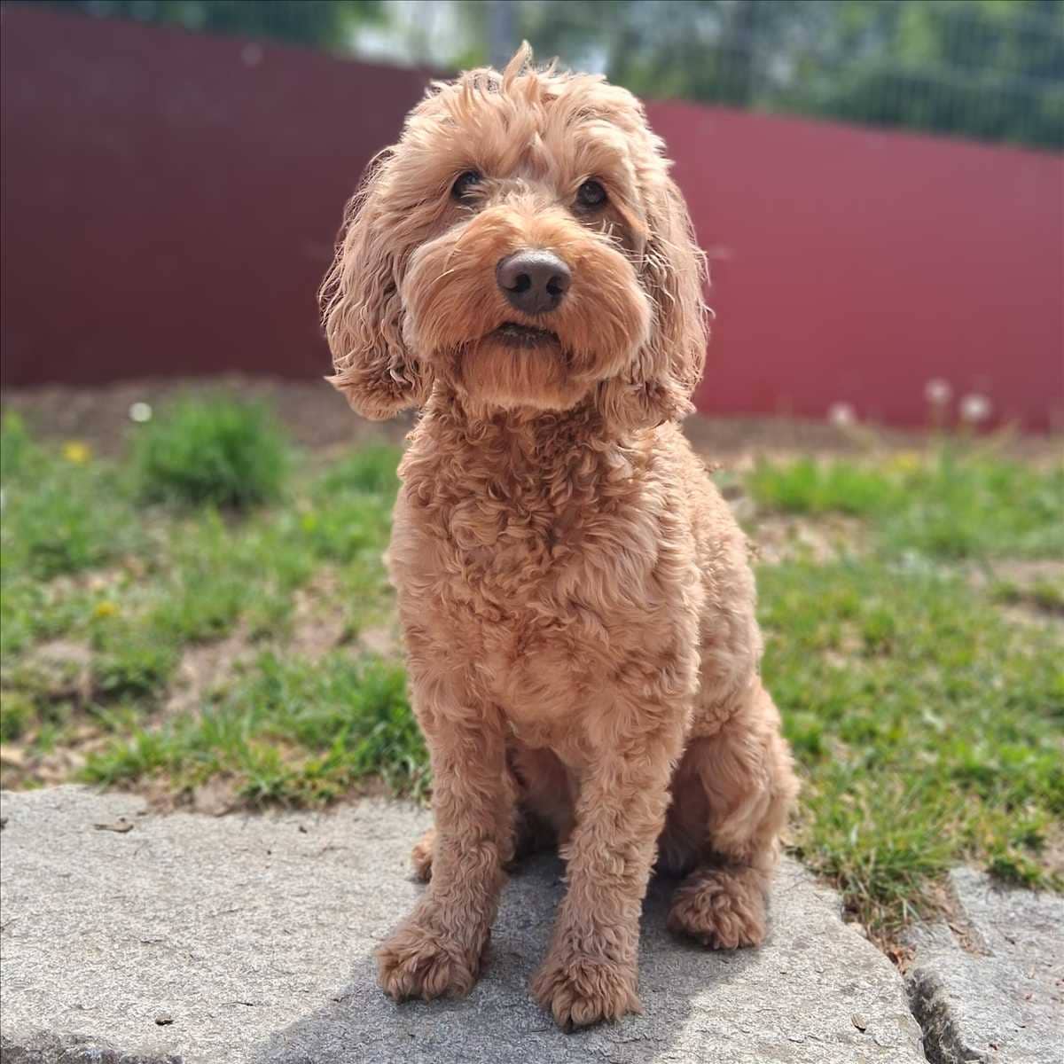 Chico, Pudel-Cocker Spaniel-Mischling sucht ein Zuhause in München