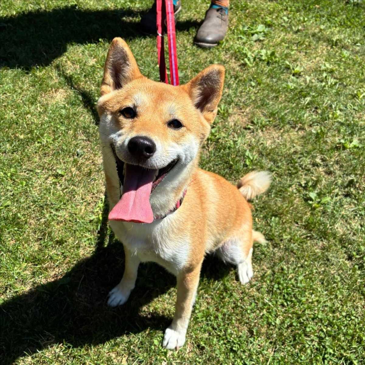 Kali, Shiba Inu sucht ein Zuhause in München