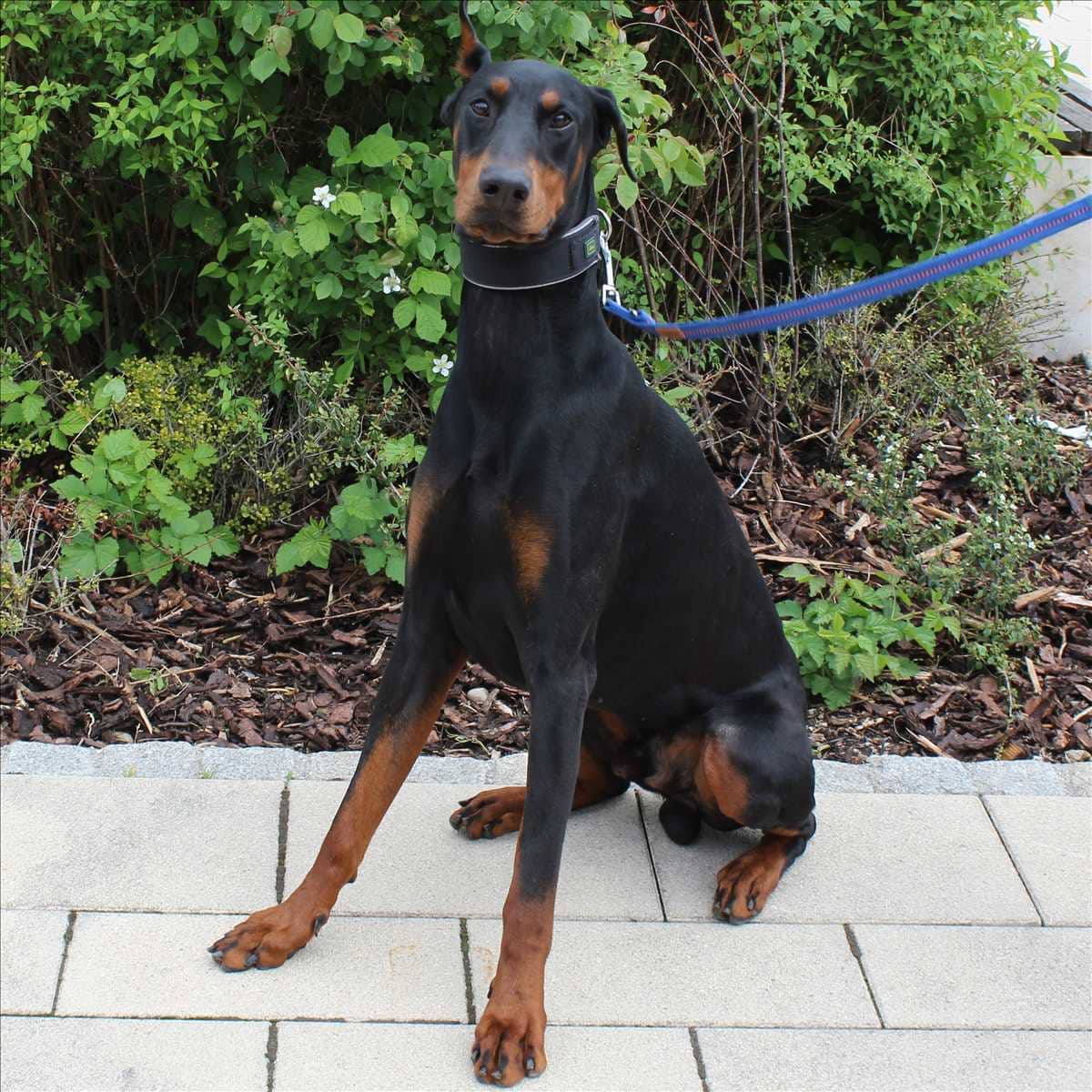 Conan, Dobermann sucht ein Zuhause in München
