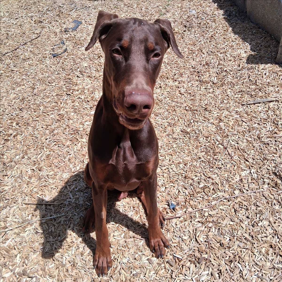 Pablo, Dobermann sucht ein Zuhause in München