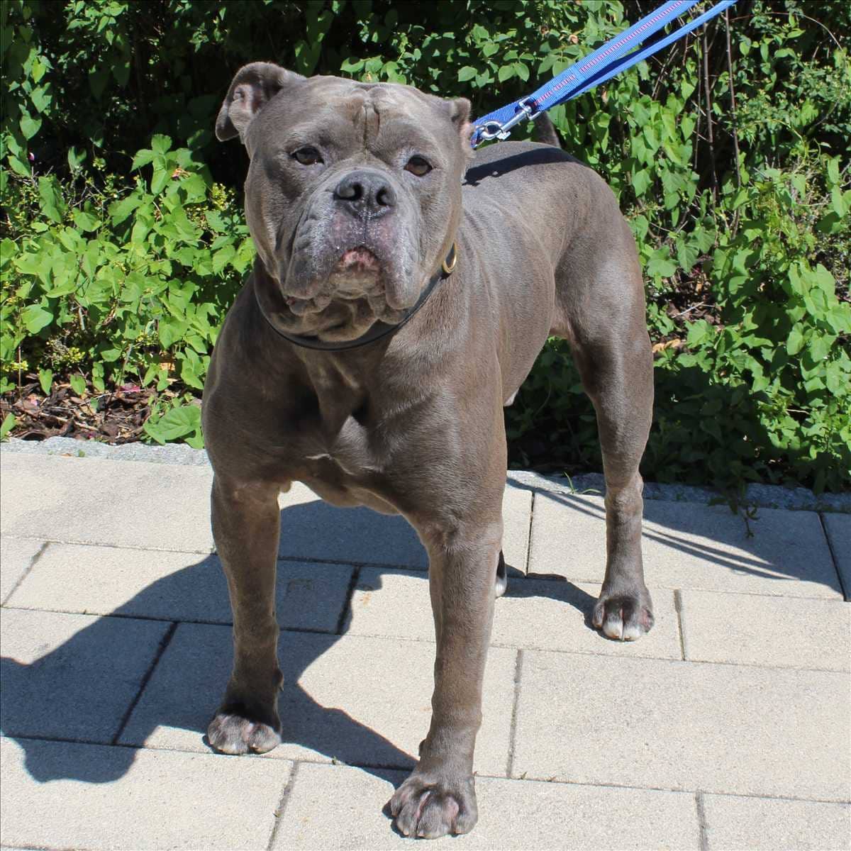 Charly, Old English Bulldogg sucht ein Zuhause in München