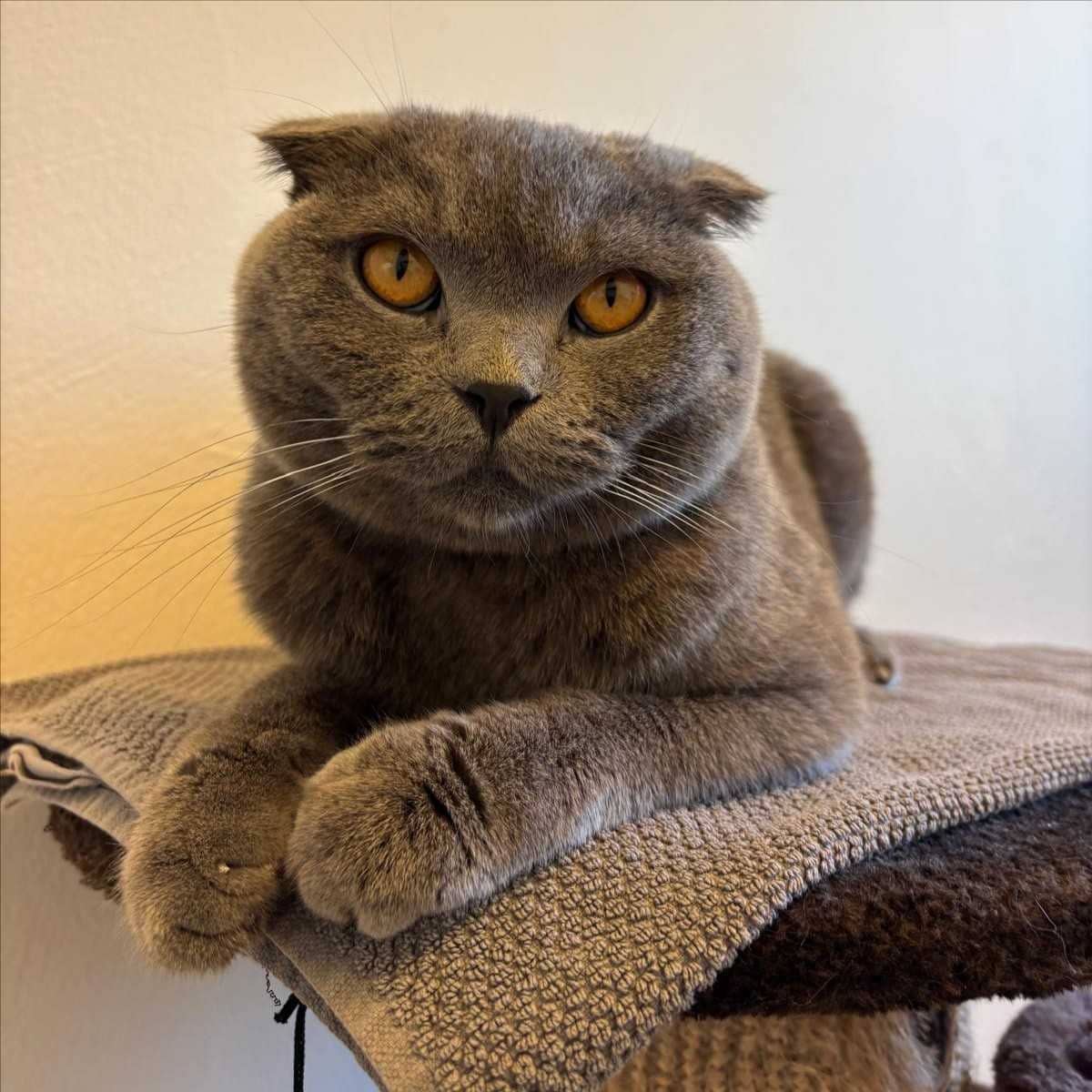 Duman, Scottish Fold (Kurzhaar) sucht ein Zuhause in München