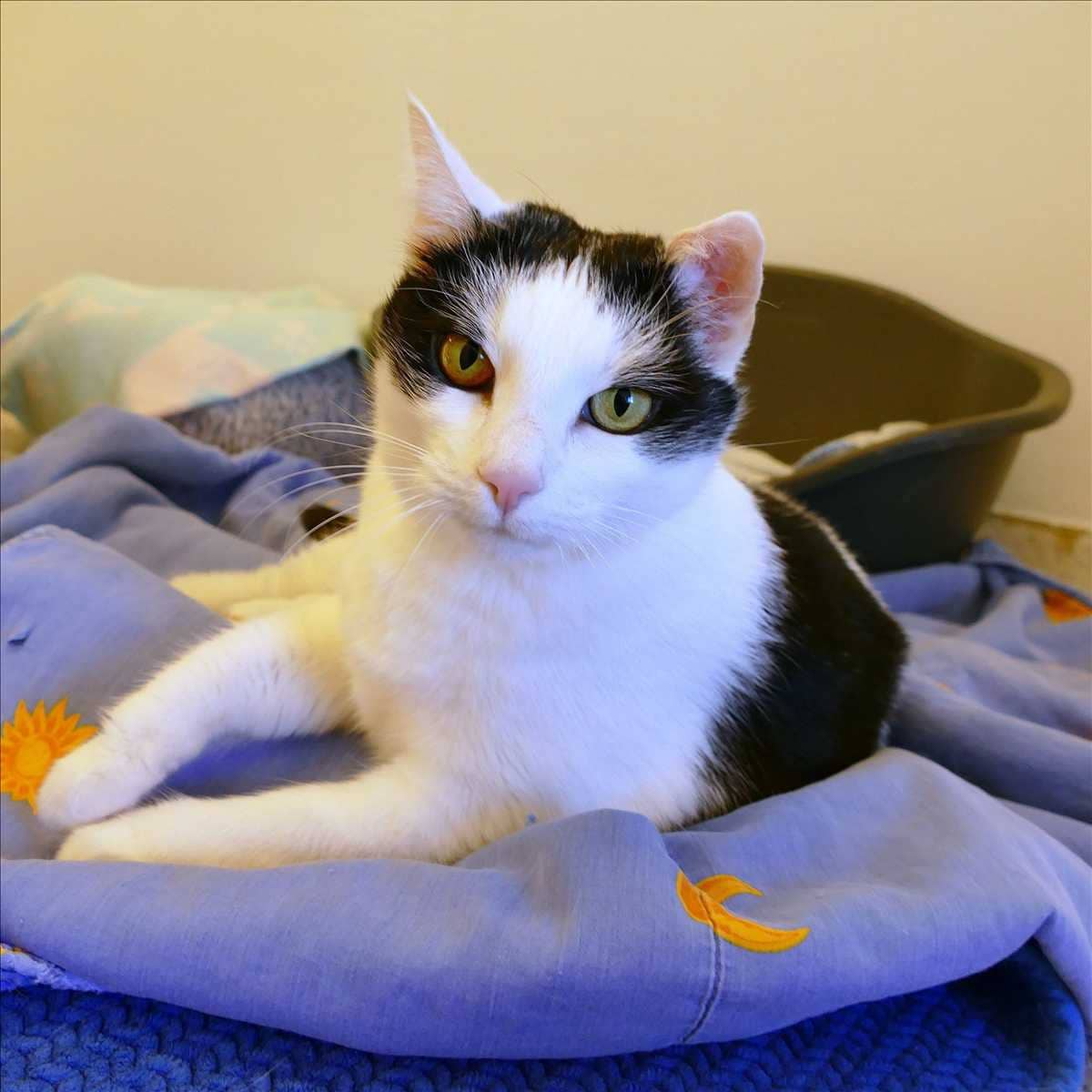 Molly, Europäisch Kurzhaar sucht ein Zuhause in München