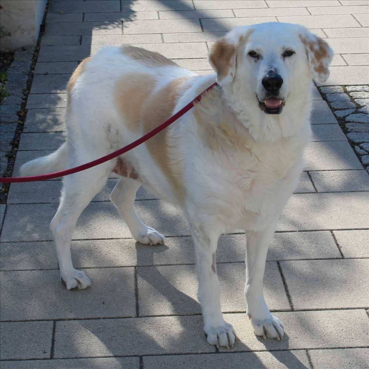 Helena, Herdenschutzhund-Mischling sucht ein Zuhause in München
